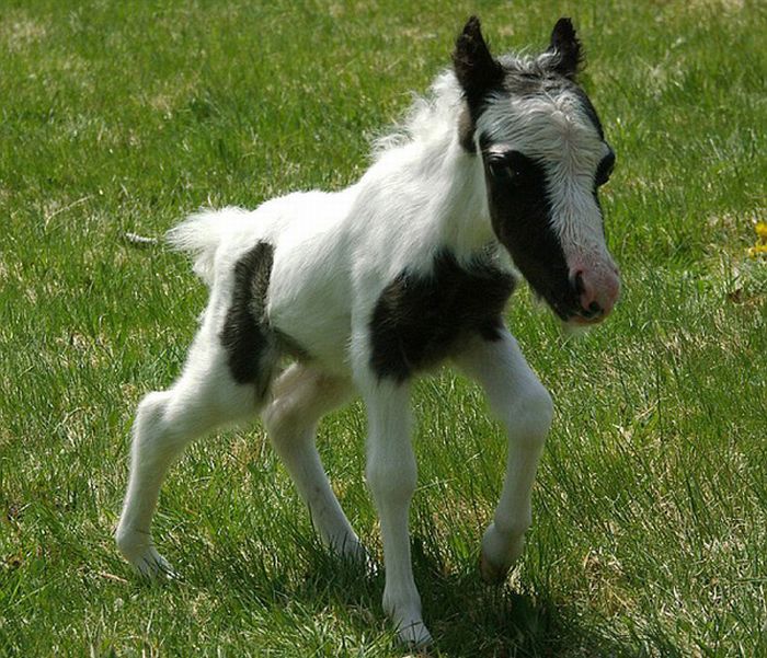 The World's Smallest Minihorse (25 pics)