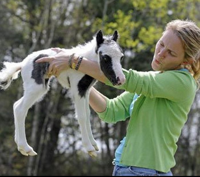 The World's Smallest Minihorse (25 pics)