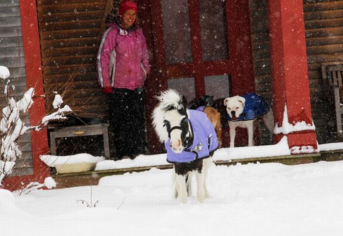 The World's Smallest Minihorse (25 pics)