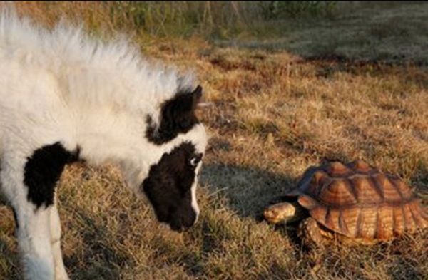 The World's Smallest Minihorse (25 pics)