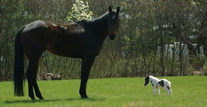 The World's Smallest Minihorse (25 pics)