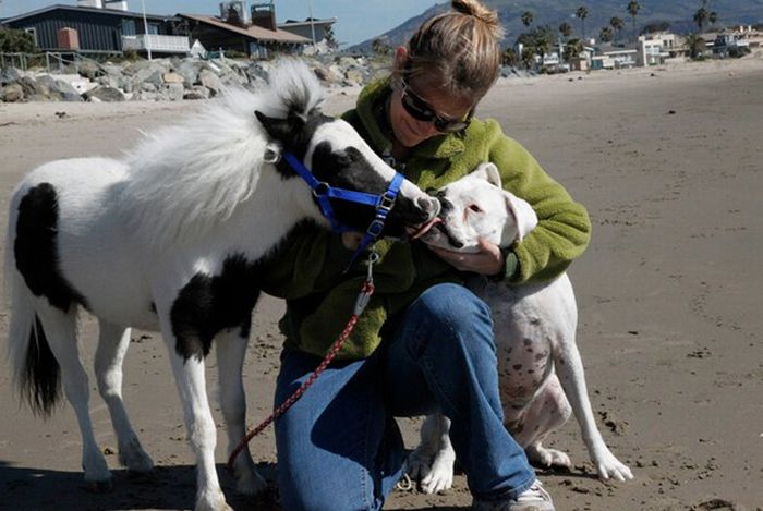 The World's Smallest Minihorse (25 pics)