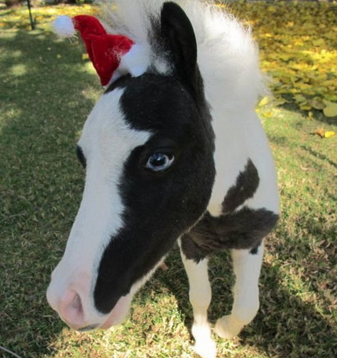 The World's Smallest Minihorse (25 pics)