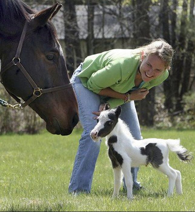 The World's Smallest Minihorse (25 pics)