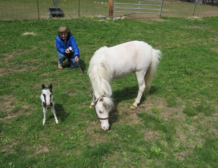 The World's Smallest Minihorse (25 pics)