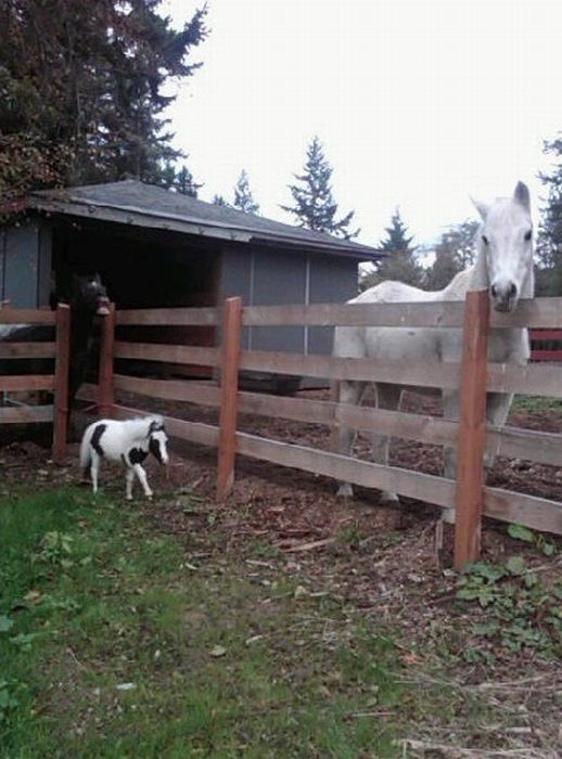 The World's Smallest Minihorse (25 pics)