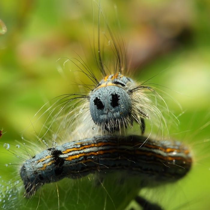 Amazing Photos of Insects (142 pics)