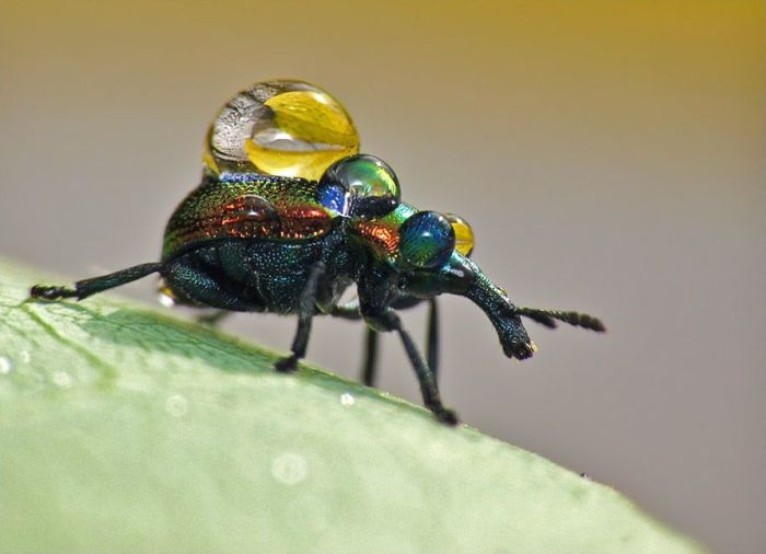 Amazing Photos of Insects (142 pics)