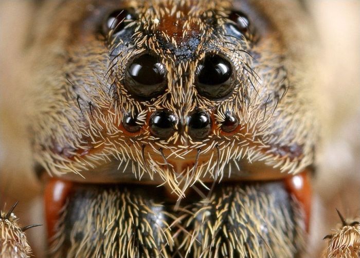 Сколько глаз у паука фото