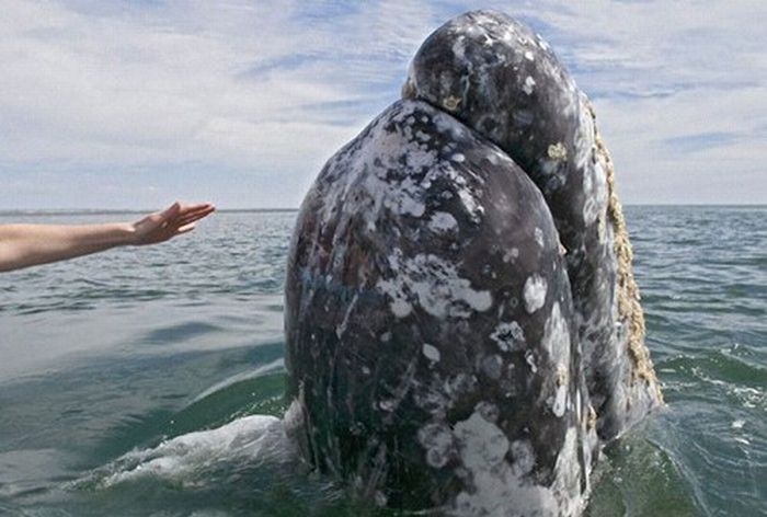 The World's Friendliest Whales (14 pics)