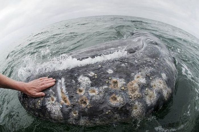 The World's Friendliest Whales (14 pics)