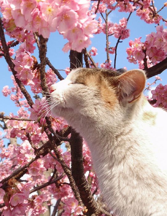 Cherry Blossom Tree Cats (20 pics)