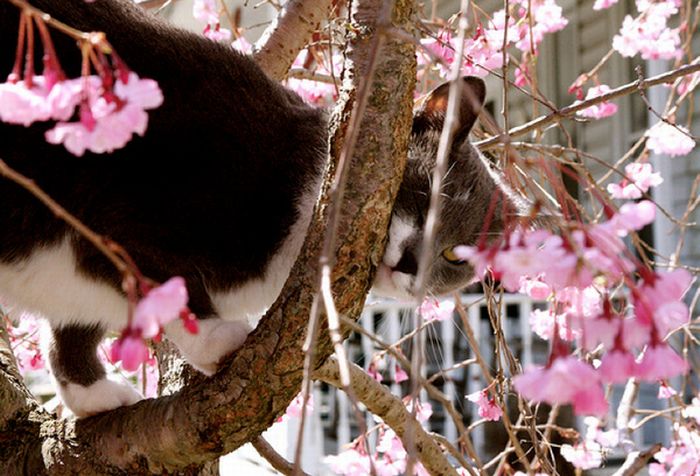 Cherry Blossom Tree Cats (20 pics)