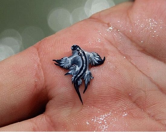 Acid Picdump (87 pics)