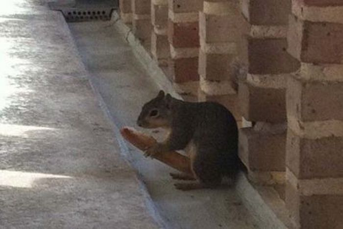 Acid Picdump (87 pics)