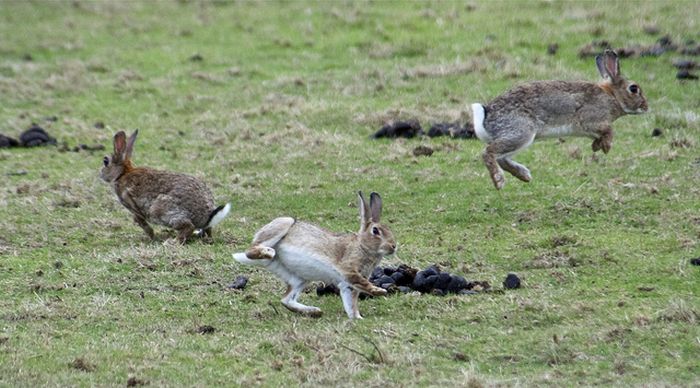 Jumping Bunnies (21 pics)