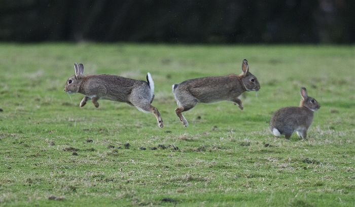Jumping Bunnies (21 pics)