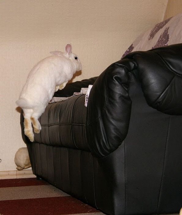 Jumping Bunnies (21 pics)
