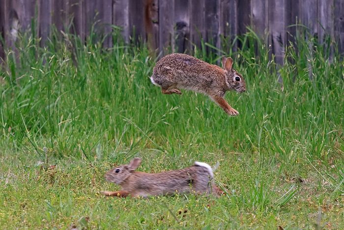 Jumping Bunnies (21 pics)