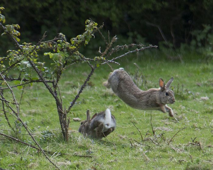 Jumping Bunnies (21 pics)