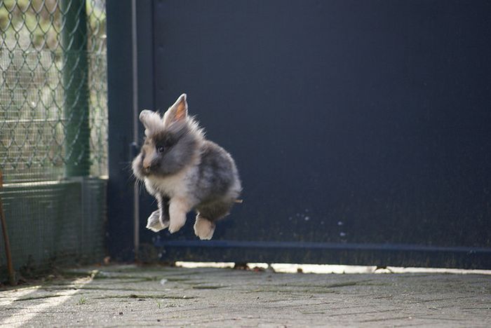 Jumping Bunnies (21 pics)
