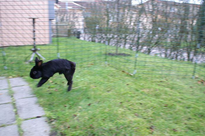 Jumping Bunnies (21 pics)