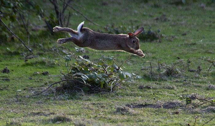 Jumping Bunnies (21 pics)