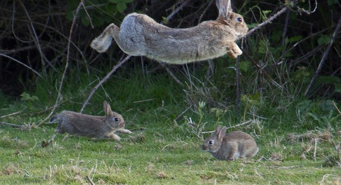 Jumping Bunnies (21 pics)