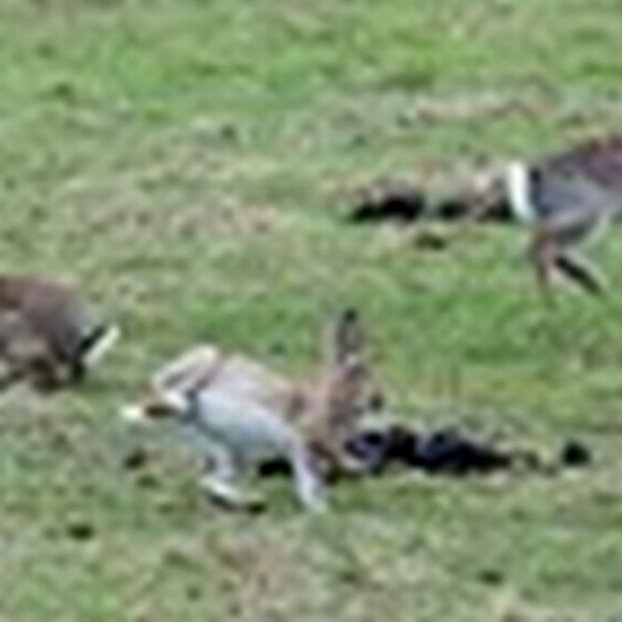 Jumping Bunnies (21 pics)
