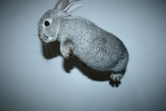 Jumping Bunnies (21 pics)