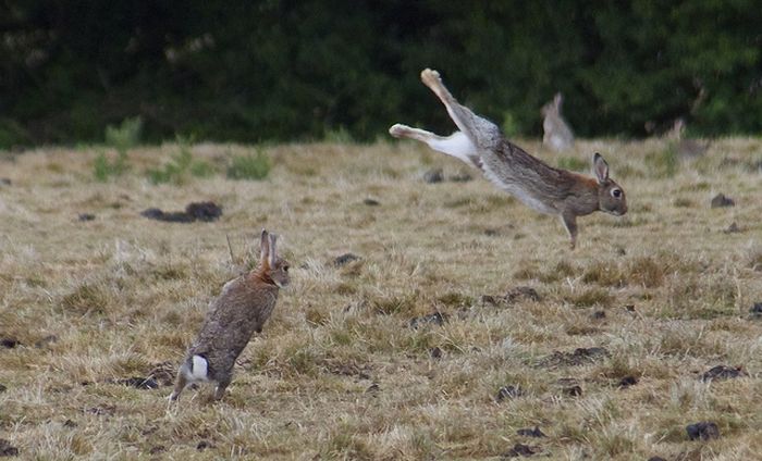 Jumping Bunnies (21 pics)