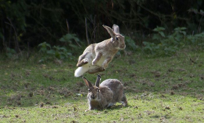 Jumping Bunnies (21 pics)