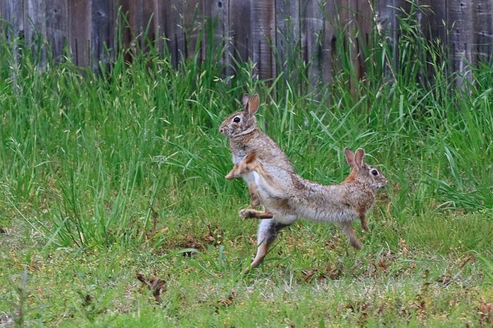 Jumping Bunnies (21 pics)