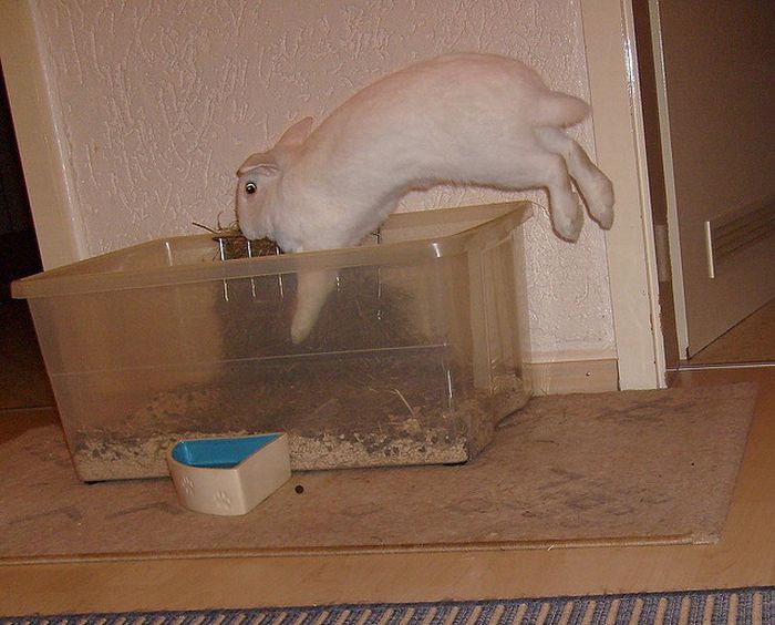 Jumping Bunnies (21 pics)