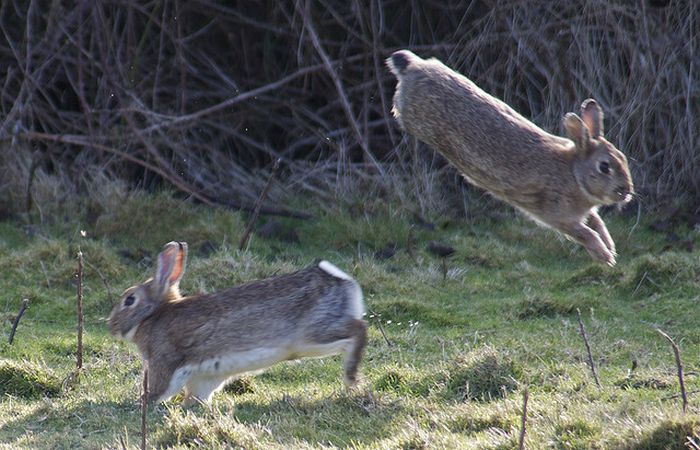 Jumping Bunnies (21 pics)