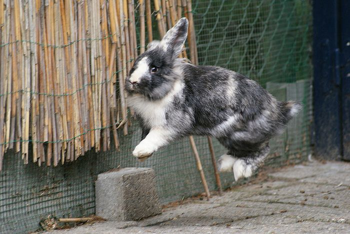Jumping Bunnies (21 pics)