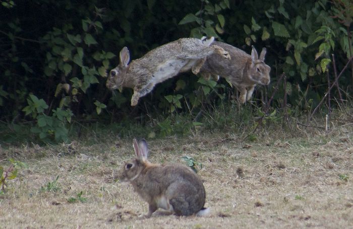 Jumping Bunnies (21 pics)