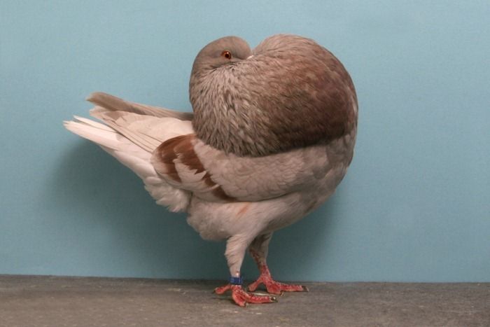 Cool Pigeons (18 pics)