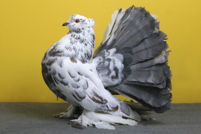 Cool Pigeons (18 pics)