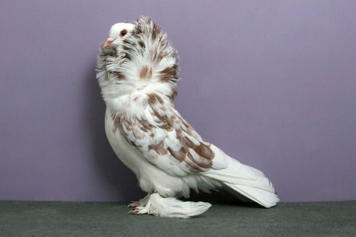 Cool Pigeons (18 pics)