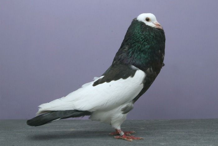 Cool Pigeons (18 pics)