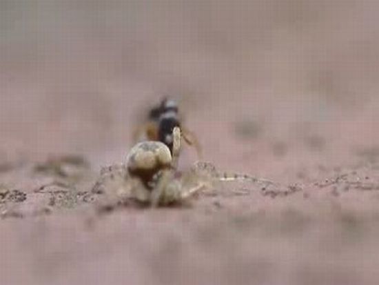 Ant vs Spider with Surprising Ending