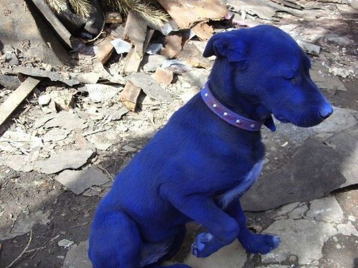 Blue Puppy (7 pics)