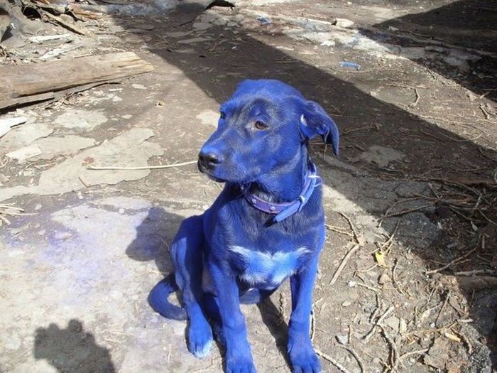 Blue Puppy (7 pics)