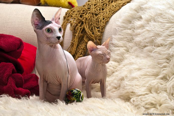 Bold Sphynx Cats (23 pics)