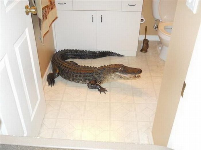 Alligator in the House (8 pics)