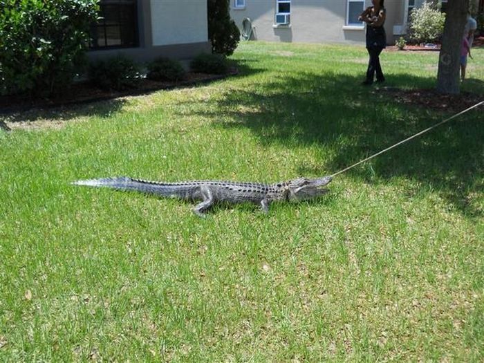 Alligator in the House (8 pics)