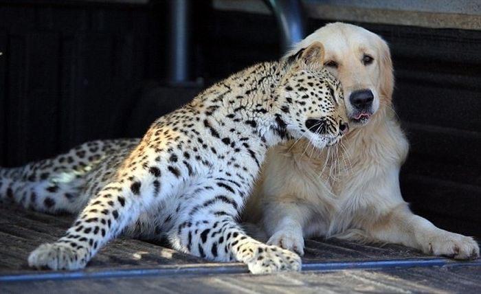 Acid Picdump (96 pics)