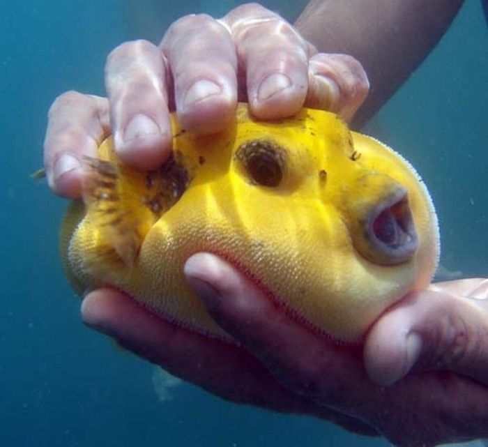 Acid Picdump (96 pics)