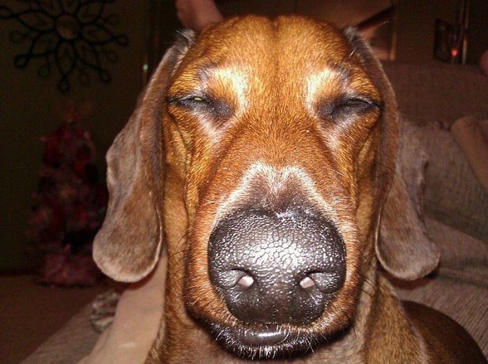 Acid Picdump (96 pics)